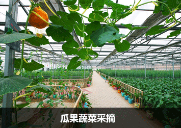 瓜果蔬菜采摘